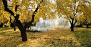 Kayısı ağaçlarında sonbahar uyarısı
