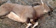Tunceli'de kaçak avcılar dağ keçisini telef etti