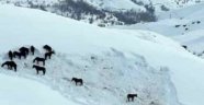 Hakkari'de at sürüsü ölüme terk edildi