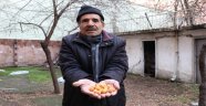 Erik ağacı kış ortasında meyve verdi
