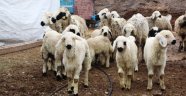 "Koyunlara bir çocuk gibi bakıyorlar"