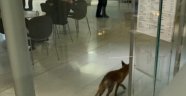 İngiltere parlamento binasında tilki paniği