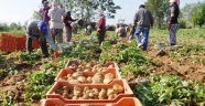 Patates fiyatları yeniden yükseldi