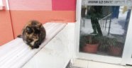 Polisten kedi şefkati