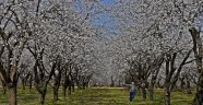 Kayısı bahçeleri beyaza büründü!