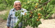 Mut'da kayısıda hasat başlıyor!