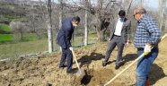 Asma fidanlar toprakla buluştu!