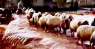 Koyun sürüsü sele kapılmaktan son anda kurtuldu