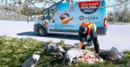 Parklara sokak hayvanları için ekmek bırakılıyor