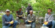İlk kayısı hasadı Silifke'de yapıldı