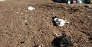 Kümesine dadanan sansar 20 tavuğunu telef etti
