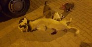 Öldürülen köpeği yavruları kaldırmaya çalıştı