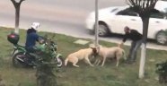 Kavga eden köpekleri ayırmak için seferber oldular