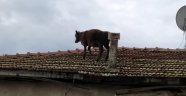 Ahırdan kaçan buzağı çatıya çıktı