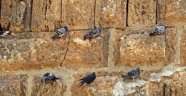 Antalya'da tarihi surlara kuşlar yuva yaptı