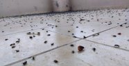 Batman'da bir evi böcekler istila etti