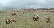 Dört ilde yaban hayatı görüntülendi