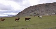 Mera ve yaylakların ihale tarihleri açıklandı