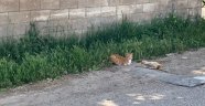 Anne kedi telef olan yavrusunun başında bekledi