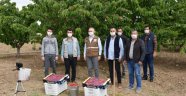 Üreticilere kiraz sineğini uyarısı!