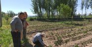 Afyonkarahisar'da tarım arazilerini don vurdu