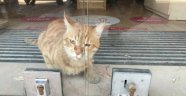 2 gündür mağazada mahsur kalan kedi kurtarıldı
