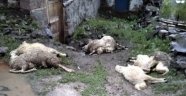 Yangında hayvanlar telef oldu!