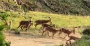 Sürü halinde görüntülendiler!