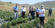 Çilek yetiştiriciliği tarla günü!