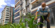 Apartman önünde doğal sebze yetiştiriyor