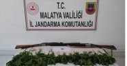 Kayısı bahçesine kenevir ekmişler
