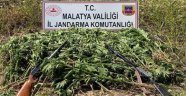 Jandarmadan kenevir operasyonu