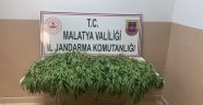 Bin 550 kök kenevir ele geçirildi!