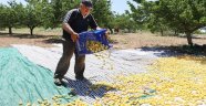 "Tarım işçilerinin ölüm mevsimi"
