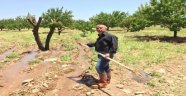 Rekolte tartışmaları devam ediyor