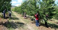 Kiraz hasadında sona doğru!