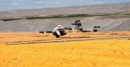Covid-19 gölgesinde kayısı hasadı