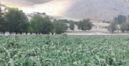 Dolu yağışı tütünlere zarar verdi!