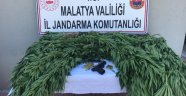 Doğanşehir'de jandarmadan kenevir operasyonu