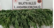 Hazine arazisine kaçak kenevir eken şahsa gözaltı