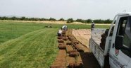 300 dönümlük alanda çim üretimi!