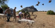 Tunceli'de bin adet keklik doğaya salındı