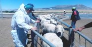 Malatya'da Çiftçilere Damızlık Koç Dağıtıldı