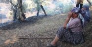 Binlerce zeytin ağacı yandı