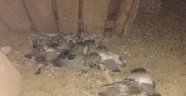 Apartman Çatısında 30 Kumruyu Zehirlediler