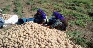 Akçadağ'da Tohumluk Patateslerin Hasadına Başlandı