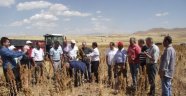 Kuluncak'ta Kinoa Hasadı Yapıldı
