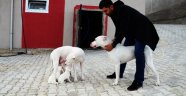 Yaban Domuzlarına Karşı Köpekli Tedbir