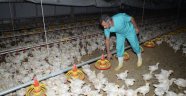 Tavukçuluk, Darende Ekonomisine Büyük Katkı Sağlıyor