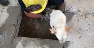 ABD'de betonun altında sıkışan köpek kurtarıldı